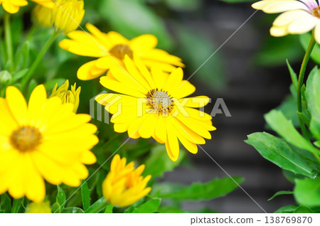 Calendula officinalis, Marys gold, common marigold or the pot marigold or Scotch marigold or ruddles flower or Pot Marigold or Calendula or Calendula officinalis or yellow flower Calendula officinalis, Marys gold, common marigold or the pot marigold or Scotch marigold or ruddles flower or Pot Marigold or Calendula or Calendula officinalis or yellow flower 138769870