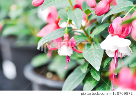 fuchsia, Fuchsia hybrid or Fuchsia Magellanica or Hybrid fuchsia or Ladys Eardrops or Onagraceae or red and white flower fuchsia, Fuchsia hybrid or Fuchsia Magellanica or Hybrid fuchsia or Ladys Eardrops or Onagraceae or red and white flower 138769871