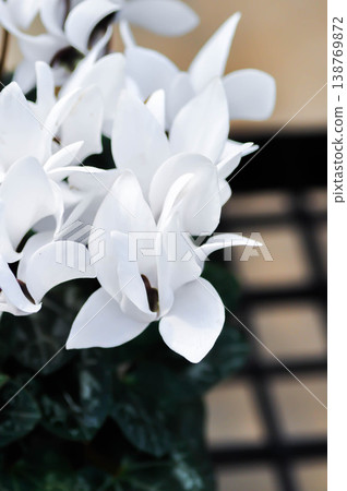 Cyclamen persicum, Florists Cyclamen or Cyclamen , Cyclamen persicum Mill or Primulaceae or white flower 138769872