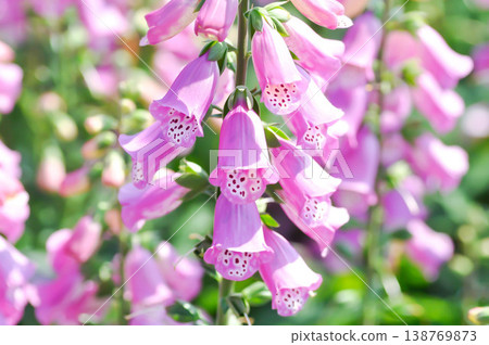 Common Foxglove, Digitalis purpurea or  Foxglove or Plantaginaceae or Scrophulariaceae or  pink flower 138769873