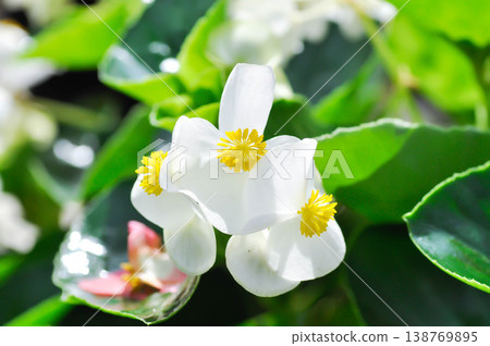 Begonia , Begonia x semperflorens cultorum or Wax begonia or white begonia 138769895