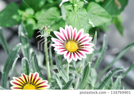 Gazania, Asteraceae or Gazania rigens, Gazania rigens L  or white and purple flower 138769901