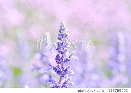 salvia blue giant or Blue Salvia, Mealy Cap Sage or Salvia farinacea Benth or Salvia farinacea or Salvia sp or Lamiaceae or purple flower salvia blue giant or Blue Salvia, Mealy Cap Sage or Salvia farinacea Benth or Salvia farinacea or Salvia sp or Lamiaceae or purple flower 138769902