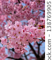 Cherry blossom viewing scenes at a park in Moriya City, Ibaraki Prefecture: Cherry blossoms in full bloom and a place of relaxation for citizens. 138769905