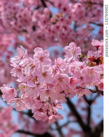 茨城縣守谷市公園賞櫻場景:櫻花盛開,是市民休閒放鬆的好去處。 茨城縣守谷市公園賞櫻場景:櫻花盛開,是市民休閒放鬆的好去處。 138769905
