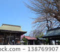 Cherry blossoms in full bloom at a shrine in Moriya City, Ibaraki Prefecture: A traditional Japanese landscape and the arrival of spring. 138769907