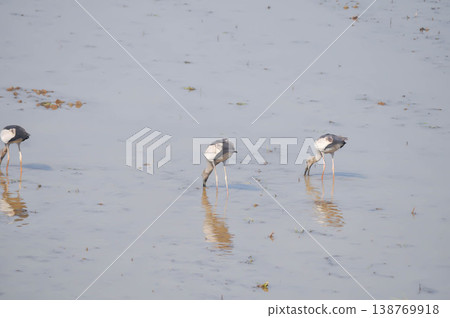 Anastomus oscitans, Asian openbill or Asian Openbill stork or Ciconia boyciana or Oriental stork or bird Anastomus oscitans, Asian openbill or Asian Openbill stork or Ciconia boyciana or Oriental stork or bird 138769918