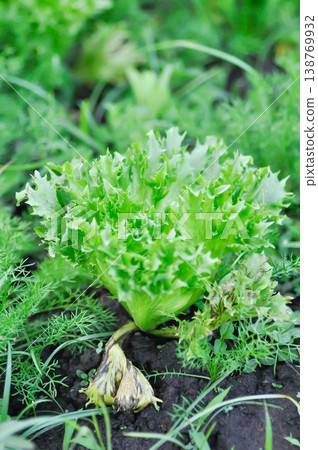 Asteraceae, Compositae, Frillice Iceberg, Frillice Iceberg lettuce, Lactuca sativa L, lettuce 138769932