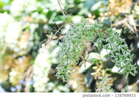 Purple wreath, Queen wreath or Sandpaper vine or Petrea volubilis L or VERBENACEAE Purple wreath, Queen wreath or Sandpaper vine or Petrea volubilis L or VERBENACEAE 138769933
