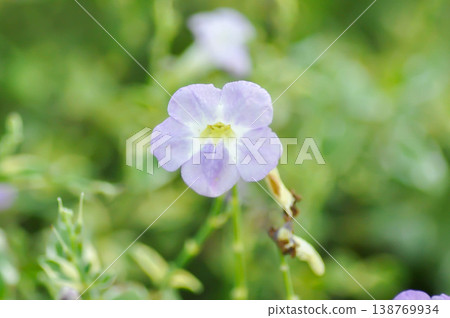 Asystasia gangetica or Asystasia gangetica St Johns or Ganges Primrose, Ganges River asystacia or Chinese violet or purple flower 138769934