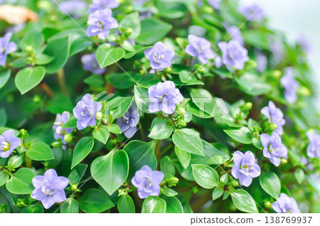 German Violet or Persian Violet or Exacum Princess or Exacum affine Balf f ex Regel or GENTIANACEAE or Persian Gentian or purple flower German Violet or Persian Violet or Exacum Princess or Exacum affine Balf f ex Regel or GENTIANACEAE or Persian Gentian or purple flower 138769937