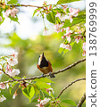 Varied tits come to eat the fruit of Somei Yoshino cherry trees. 138769999