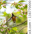 Varied tits come to eat the fruit of Somei Yoshino cherry trees. 138770000