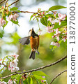 Varied tits come to eat the fruit of Somei Yoshino cherry trees. 138770001