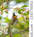 Varied tits come to eat the fruit of Somei Yoshino cherry trees. 138770002