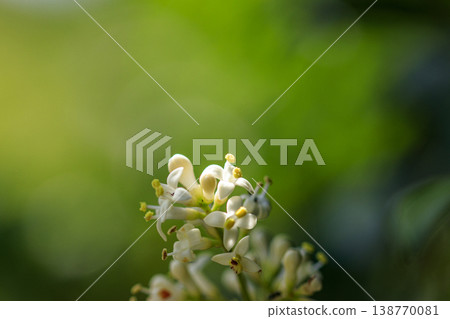 White flowers of Wax-leaf privatus blooming in the forest in early summer White flowers of Wax-leaf privatus blooming in the forest in early summer 138770081