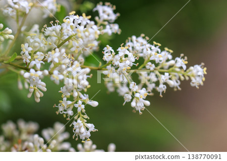 White flowers of Wax-leaf privatus blooming in the forest in early summer White flowers of Wax-leaf privatus blooming in the forest in early summer 138770091