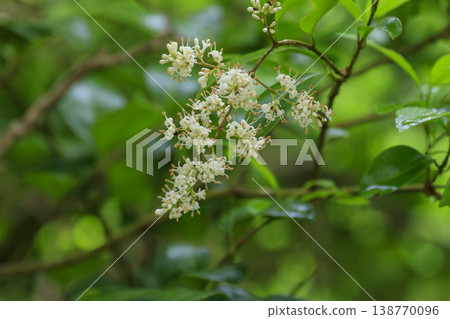 初夏在森林裡盛開的泥白花 初夏在森林裡盛開的泥白花 138770096