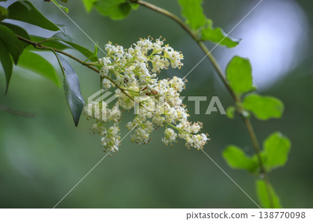 White flowers of Wax-leaf privatus blooming in the forest in early summer White flowers of Wax-leaf privatus blooming in the forest in early summer 138770098