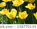 鬱金香花 138770134