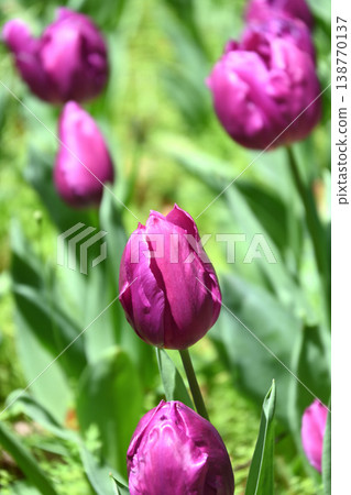 Tulip flower Tulip flower 138770137