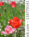 鬱金香花 138770141