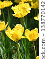 鬱金香花 138770142