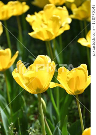 Tulip flower Tulip flower 138770142