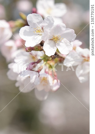 Spring scenery: Somei Yoshino cherry blossoms Spring scenery: Somei Yoshino cherry blossoms 138770191