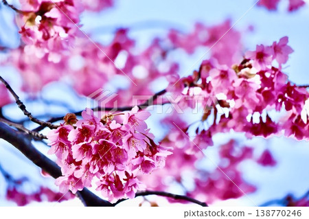Kawazu cherry blossoms against the blue sky Kawazu cherry blossoms against the blue sky 138770246
