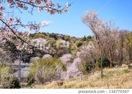 Cherry blossoms in full bloom that herald the arrival of spring Cherry blossoms in full bloom that herald the arrival of spring 138770307