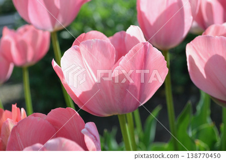 Pink tulip Pink tulip 138770450