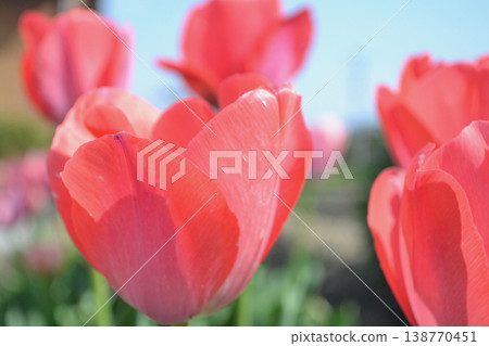Red tulip Red tulip 138770451