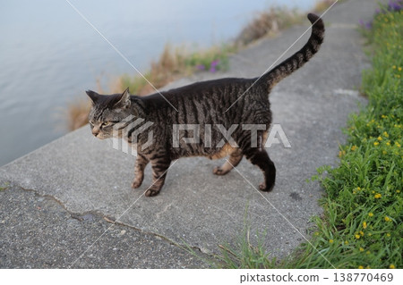 Tabby cat playing on embankment Tabby cat playing on embankment 138770469