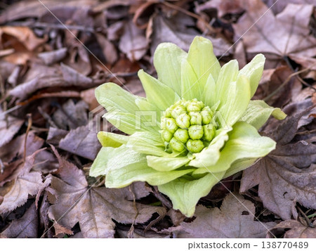 Fuquinot told spring Fuquinot told spring 138770489