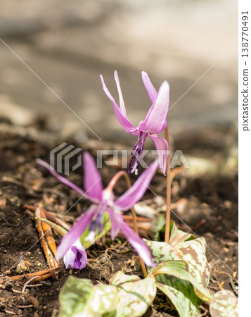 Katakuri flowers telling the spring 138770491