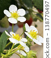 Delicate white strawberry flowers 138770497