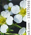 Delicate white strawberry flowers 138770498
