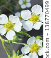 Delicate white strawberry flowers 138770499