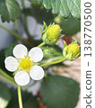 Delicate white strawberry flowers 138770500