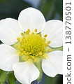 Delicate white strawberry flowers 138770501