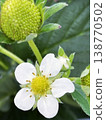 Delicate white strawberry flowers 138770502