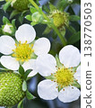 Delicate white strawberry flowers 138770503