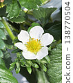 Delicate white strawberry flowers 138770504