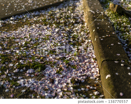 Cherry blossom petals that have fallen to the ground 138770557