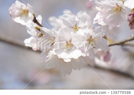 Spring scenery: Somei Yoshino cherry blossoms Spring scenery: Somei Yoshino cherry blossoms 138770586