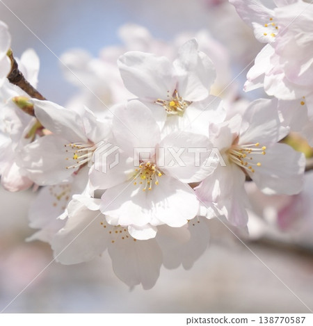 Spring scenery: Somei Yoshino cherry blossoms Spring scenery: Somei Yoshino cherry blossoms 138770587