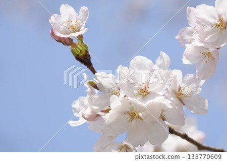 Spring scenery: Somei Yoshino cherry blossoms against a blue sky background. Spring scenery: Somei Yoshino cherry blossoms against a blue sky background. 138770609