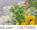 Orange and yellow flowers 138770802