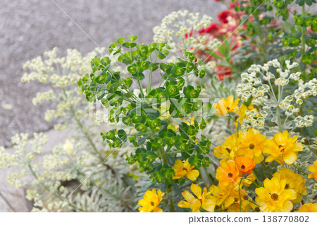 橙色和黃色的花朵 138770802